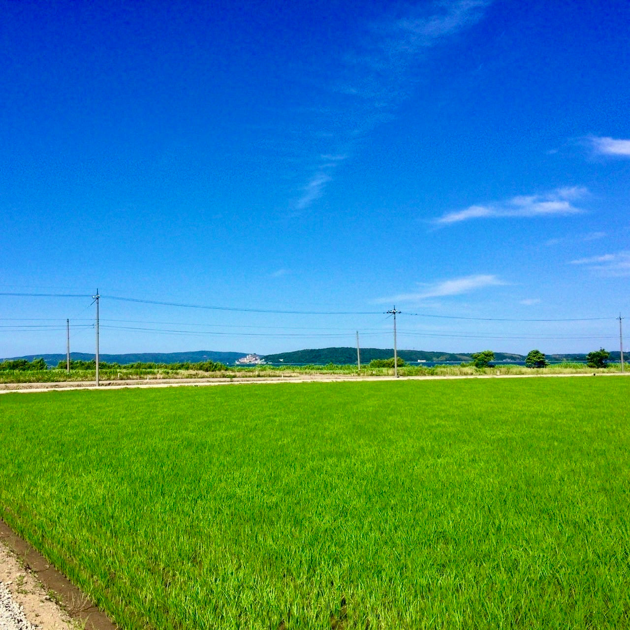 一米×インクモ | 石川県能登産コシヒカリ【精米】