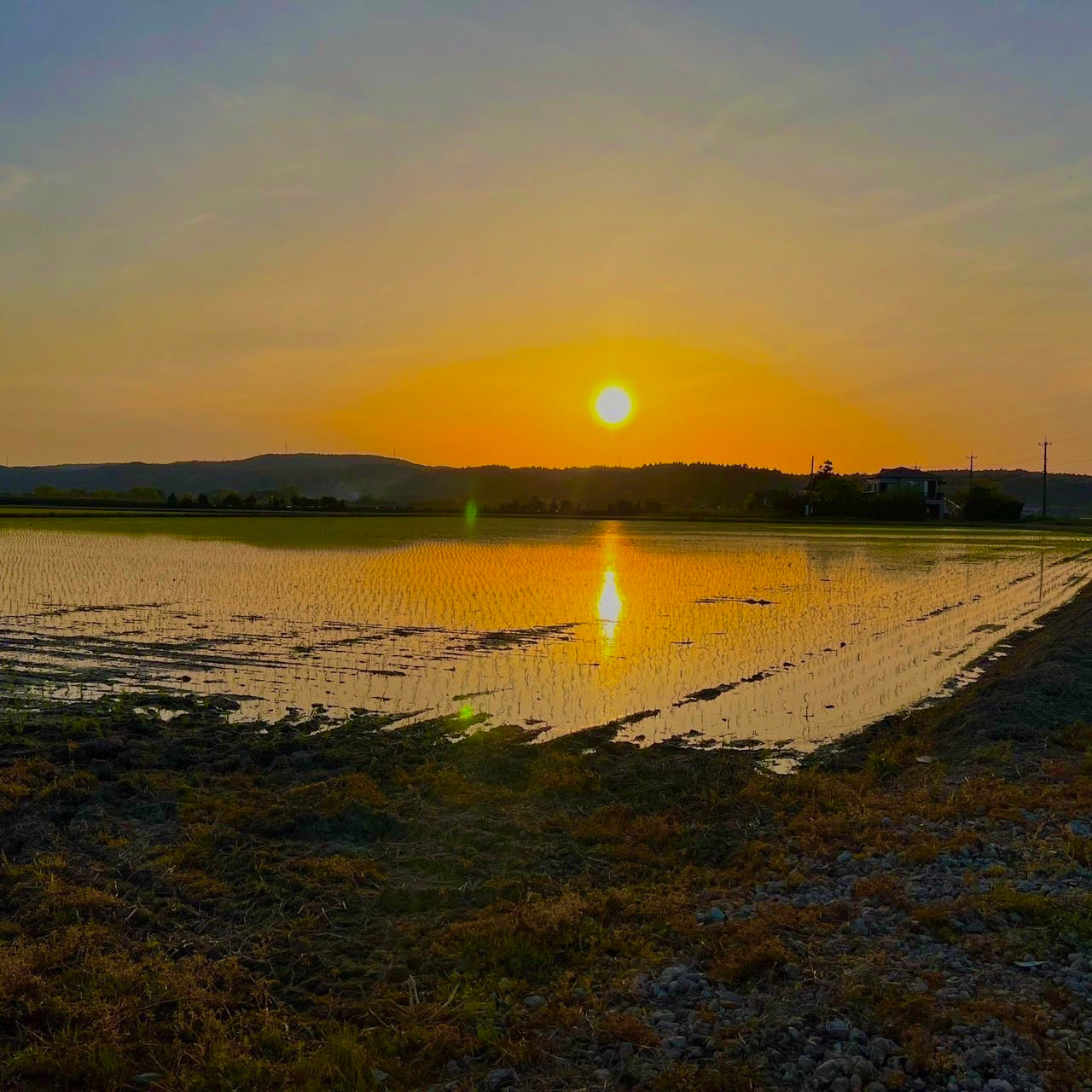 一米×インクモ | 石川県能登産コシヒカリ【精米】