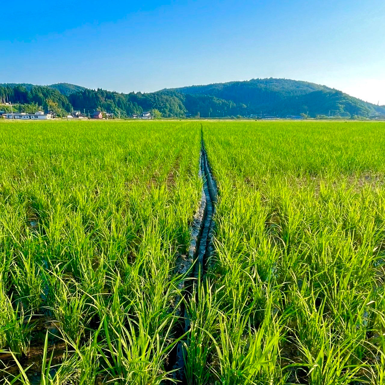 一米×インクモ | 石川県能登産コシヒカリ【精米】