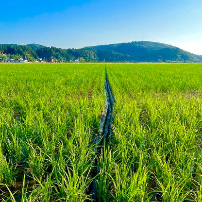 一米×インクモ | 石川県能登産コシヒカリ【精米】